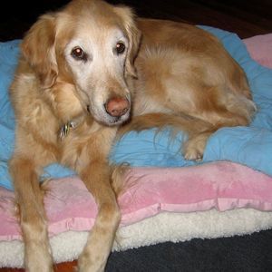 Meet your Posher, Faye